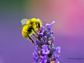 Honey Bee Lavendar Nectar