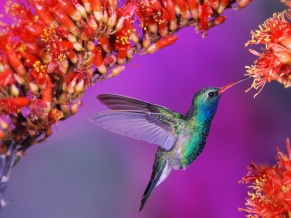 Hummingbird