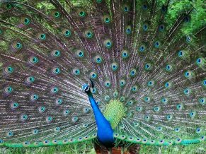 Indian Peafowl