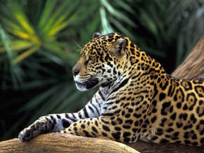 Jaguar in Amazon Rainforest