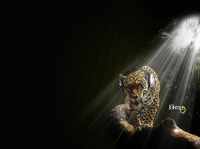 Jaguar in Audio Jungle
