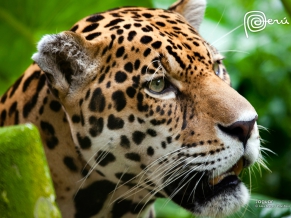 Jaguar The Big Cat