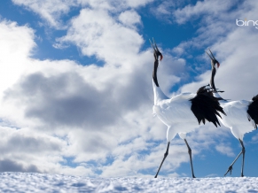 Japanese Cranes