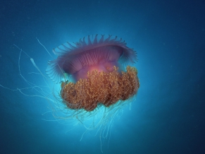 Jellyfish Under Sea