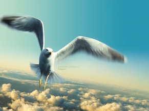 Jonathan Livingston Seagull