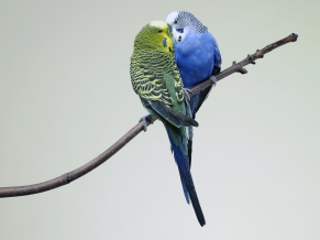 Kissing Budgies