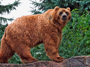 Kodiak Bear