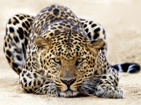 Leopard Staring