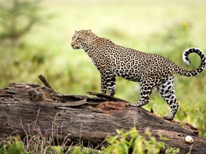 Leopard Wildlife