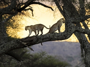 Leopards