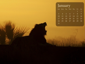 Lion Sunrise January 2010 Calender