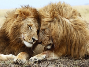 Lions Pair