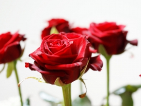 Long Stem Red Roses