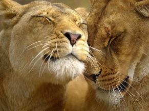 Loving Lions