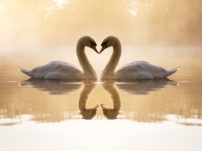 Loving Swans