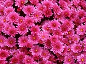 Magenta Mums