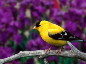 Male American Goldfinch