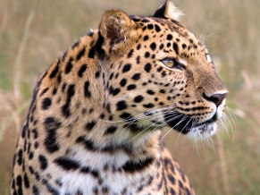 Male Amur Leopard Wildlife Heritage UK