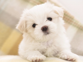 Maltese Puppy