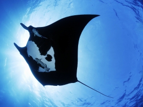 Manta Ray Sea Creature