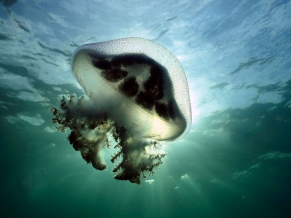 Mauve Stinger Jellyfish Australia