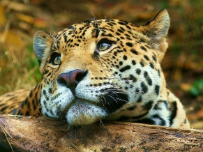 Moody Tiger