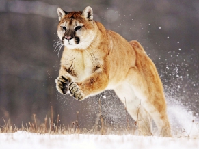 Mountain Lion