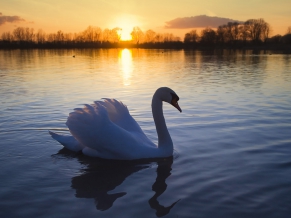 Mute Swan