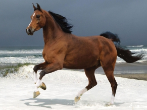 Norwegian Beach Warmblood