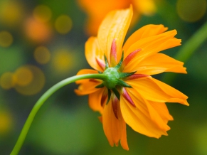 Orange Daisy