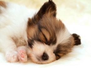 Papillon Puppy