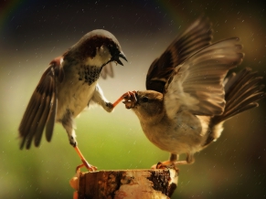 Passerines
