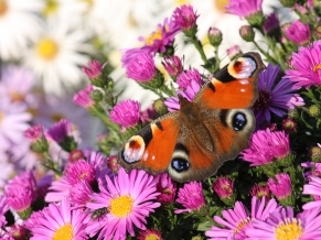 Peacock butterfly