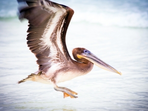 Pelican Water Bird