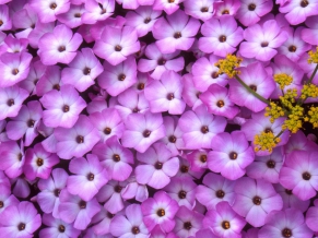 Phlox & Lomatium