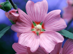 Pick a Flower