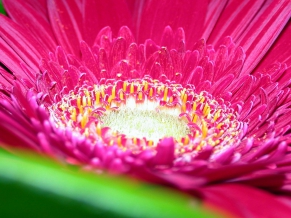 Pink Daisy Flower