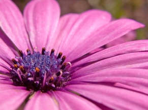 Pink flower HD Wide