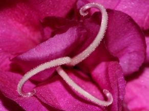 Pink Flower Macro