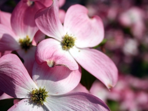 Pink Flowers