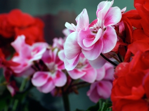 Pink Red Flowers