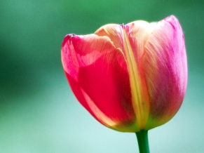 Pink Tulip Flower