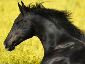 Portrait of a Friesian