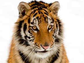 Portrait of a Tiger
