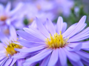 Pretty Violett Flowers