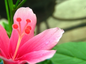 Pristine Flower