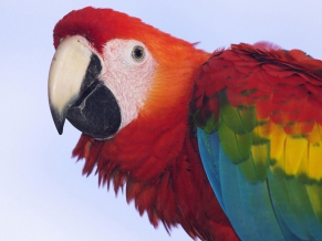 Profile of a Scarlet Macaw