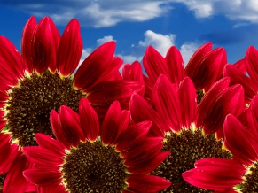 Pure Red Sunflowers