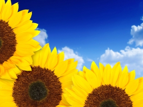 Pure Yellow Sunflowers