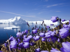 Purple Arctic Flowers